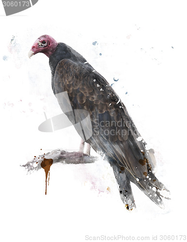Image of Turkey Vulture 
