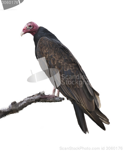 Image of Turkey Vulture 