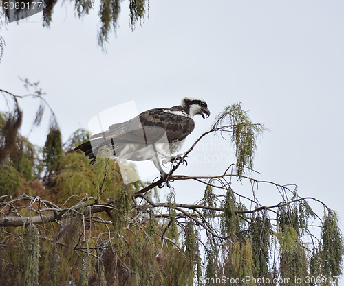 Image of Osprey