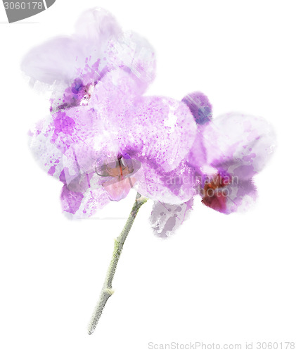 Image of Purple Orchid Flower