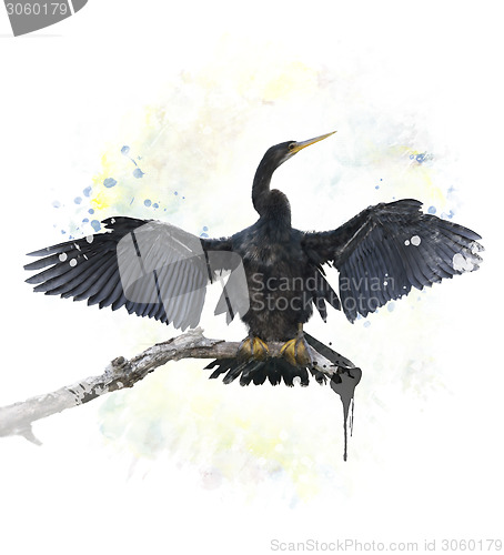 Image of Anhinga Bird