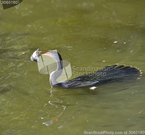 Image of Anhinga Feeding