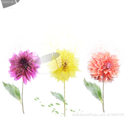 Image of Dahlia Flowers 