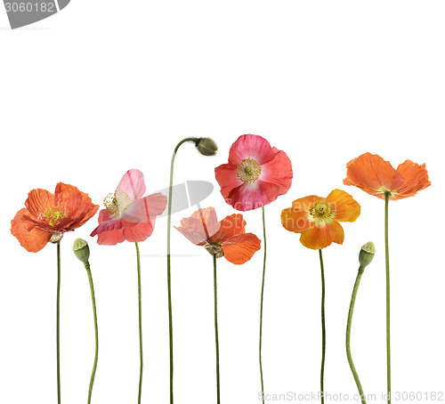 Image of Red Poppy Flowers