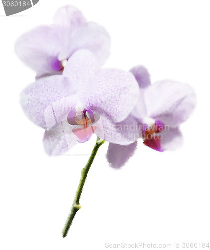 Image of Purple Orchid Flower