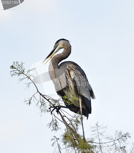 Image of Great Blue Heron