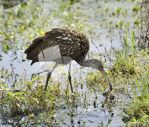 Image of Limpkin Bird