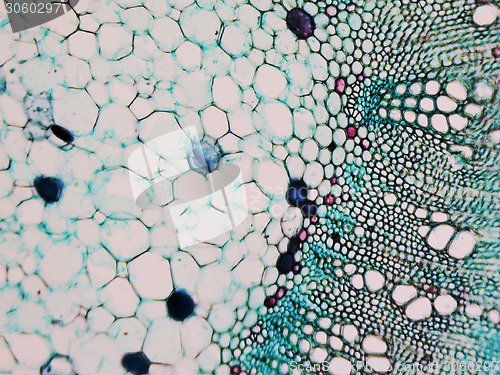 Image of Cotton stem micrograph
