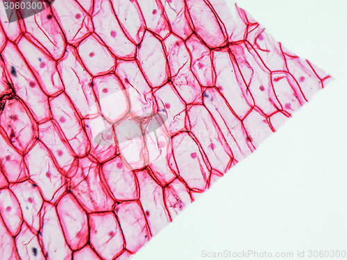 Image of Onion epidermus micrograph