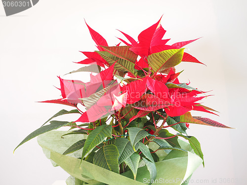 Image of Poinsettia Christmas star