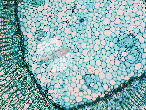 Image of Tilia stem micrograph