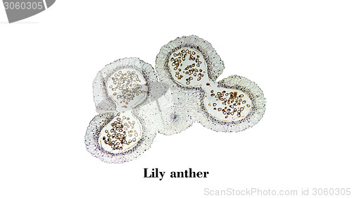 Image of Lily anther micrograph