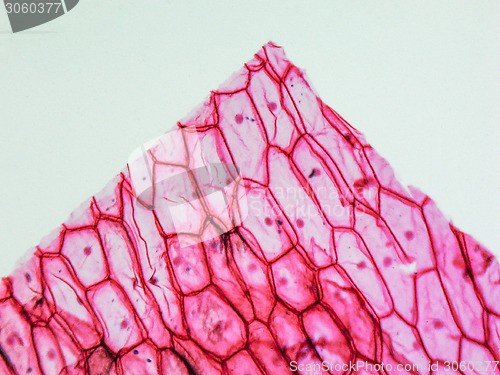 Image of Onion epidermus micrograph