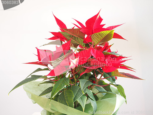 Image of Poinsettia Christmas star