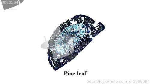 Image of Pine leaf micrograph