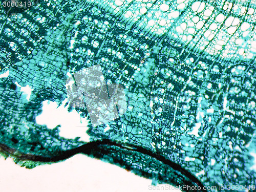 Image of Tilia stem micrograph