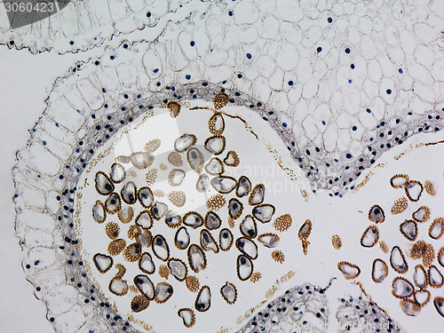 Image of Lily anther micrograph