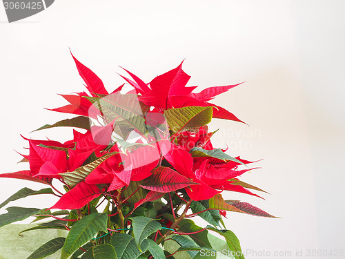 Image of Poinsettia Christmas star