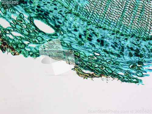Image of Pine Wood micrograph