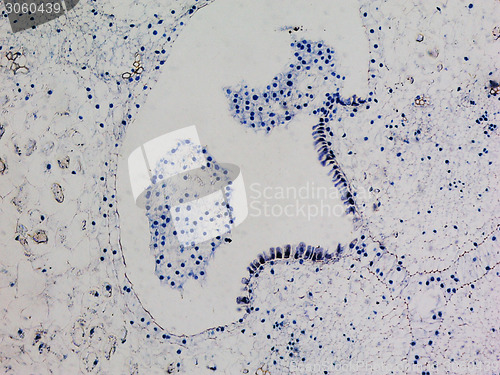 Image of Lily ovary micrograph