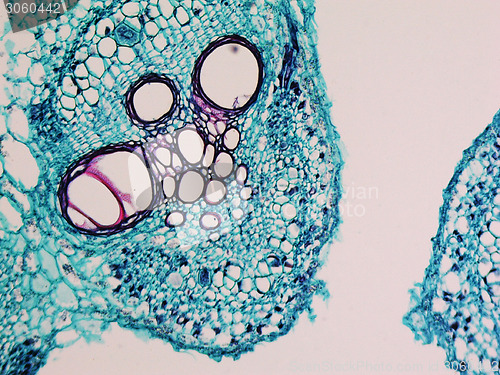 Image of Cucurbita stem micrograph