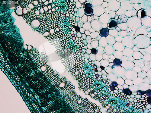 Image of Cotton stem micrograph