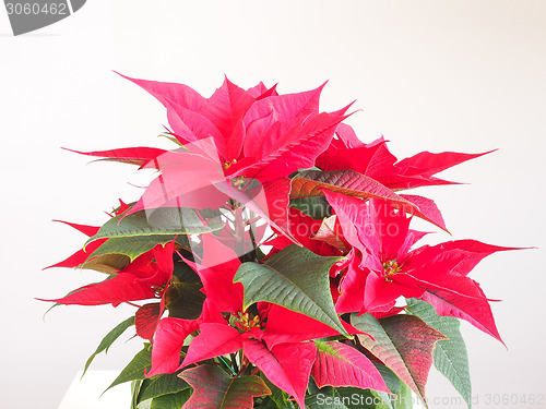 Image of Poinsettia Christmas star