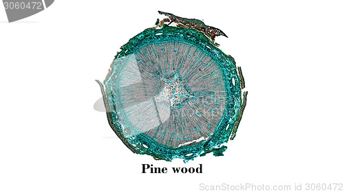 Image of Pine Wood micrograph