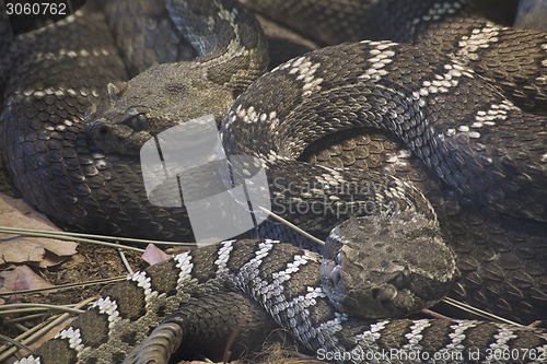 Image of Arizona Black Rattlesnake