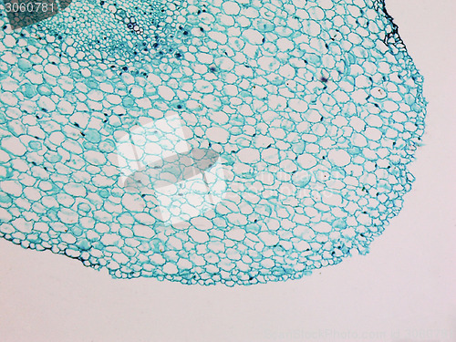 Image of Vicia faba root micrograph