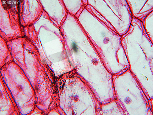Image of Onion epidermus micrograph