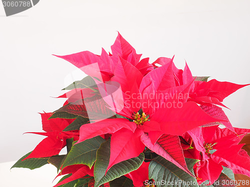 Image of Poinsettia Christmas star