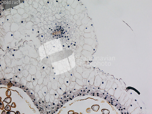 Image of Lily anther micrograph