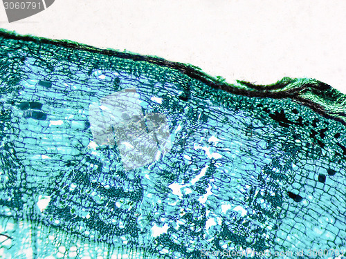 Image of Tilia stem micrograph