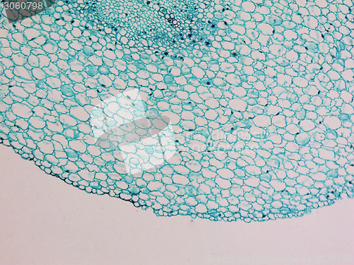 Image of Vicia faba root micrograph
