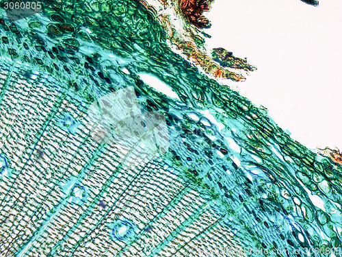 Image of Pine Wood micrograph