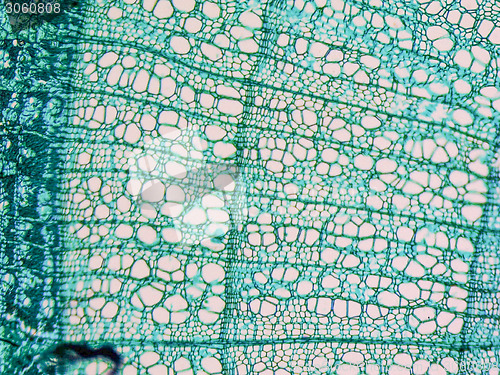 Image of Tilia stem micrograph