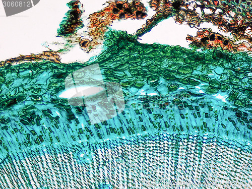 Image of Pine Wood micrograph