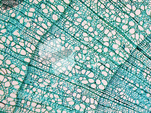 Image of Tilia stem micrograph