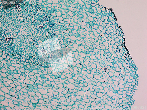 Image of Vicia faba root micrograph