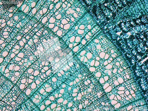 Image of Tilia stem micrograph