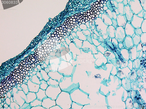 Image of Cucurbita stem micrograph