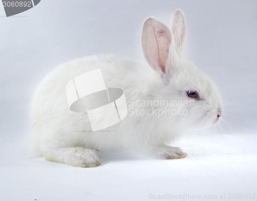 Image of pretty rabbit 