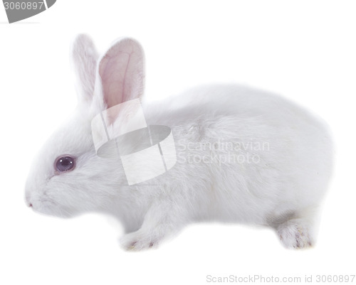 Image of pretty rabbit 