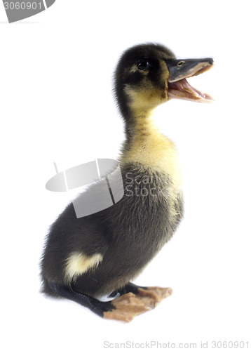 Image of Funny black Duckling 