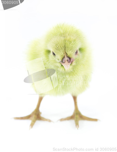 Image of little chicken