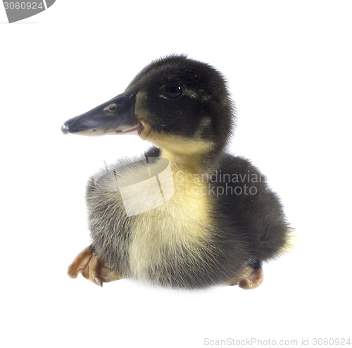 Image of Funny black Duckling 