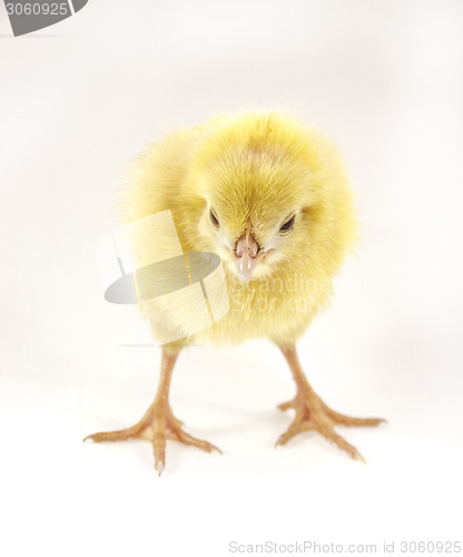 Image of little chicken