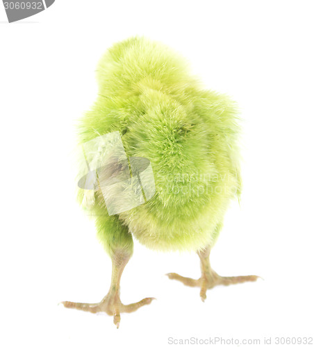 Image of little chicken