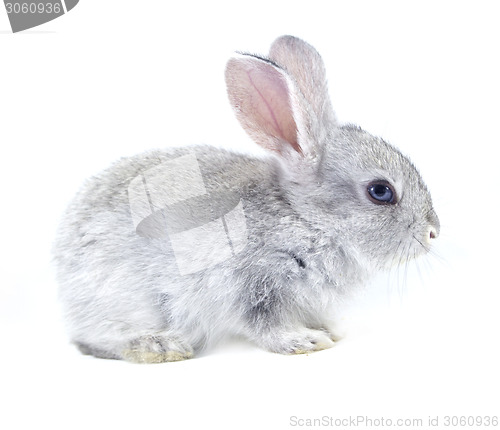 Image of pretty rabbit 